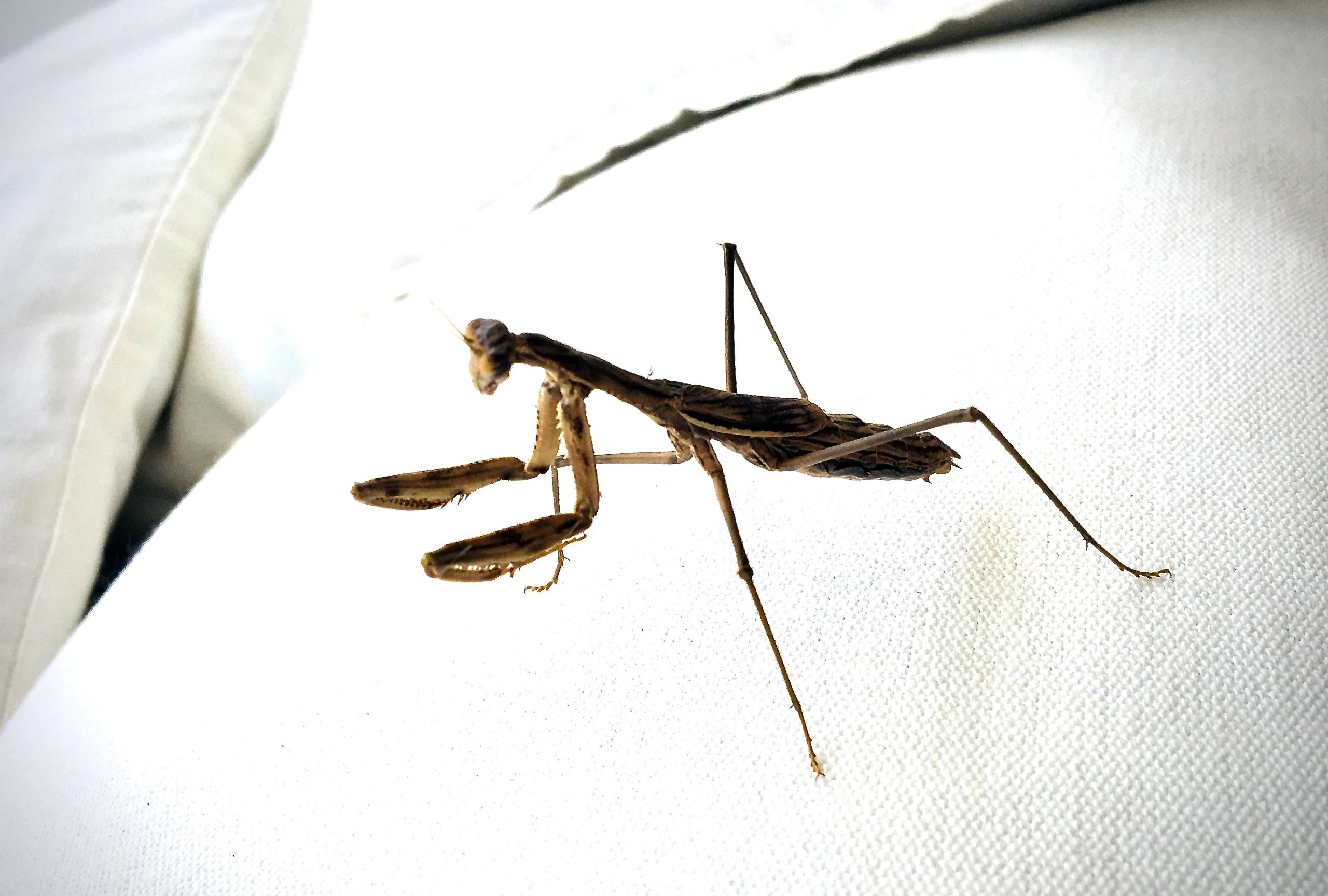 Praying mantis sits on a sofa.