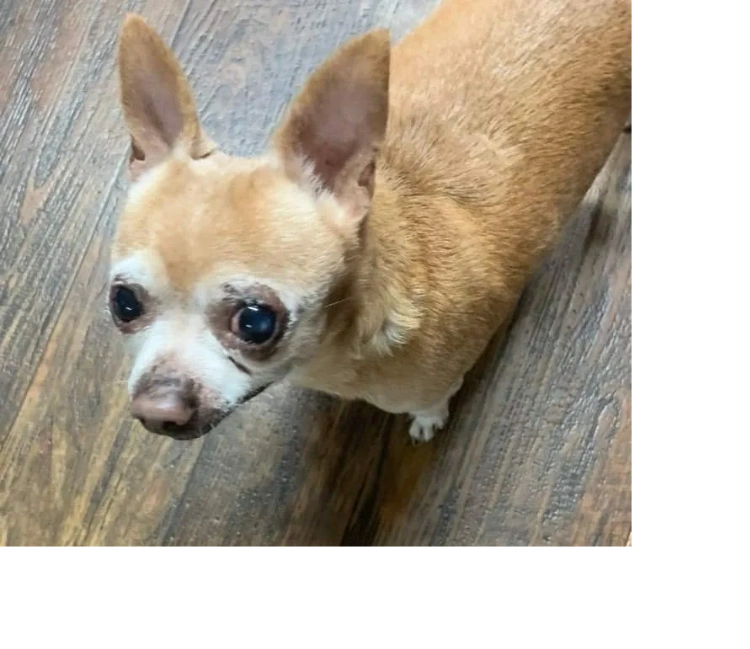 Brown Chihuahua Disabled Chihuahua Rescue Chihuahua Dogs Puppies