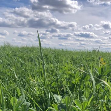 A growing field of premium horse hay