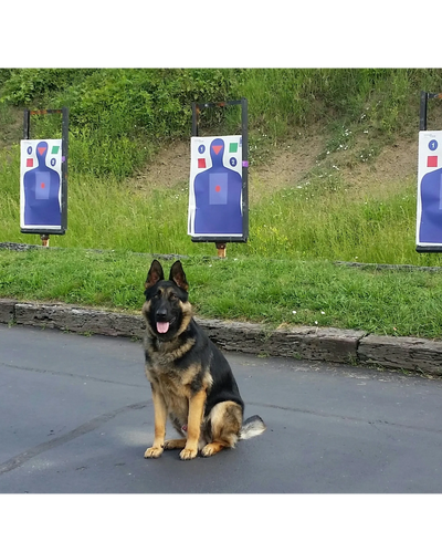 "Archer" The range dog