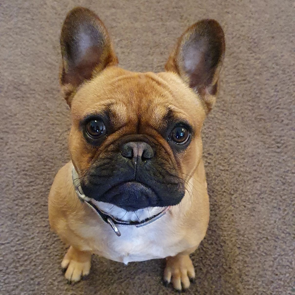 Montana the French Bulldog