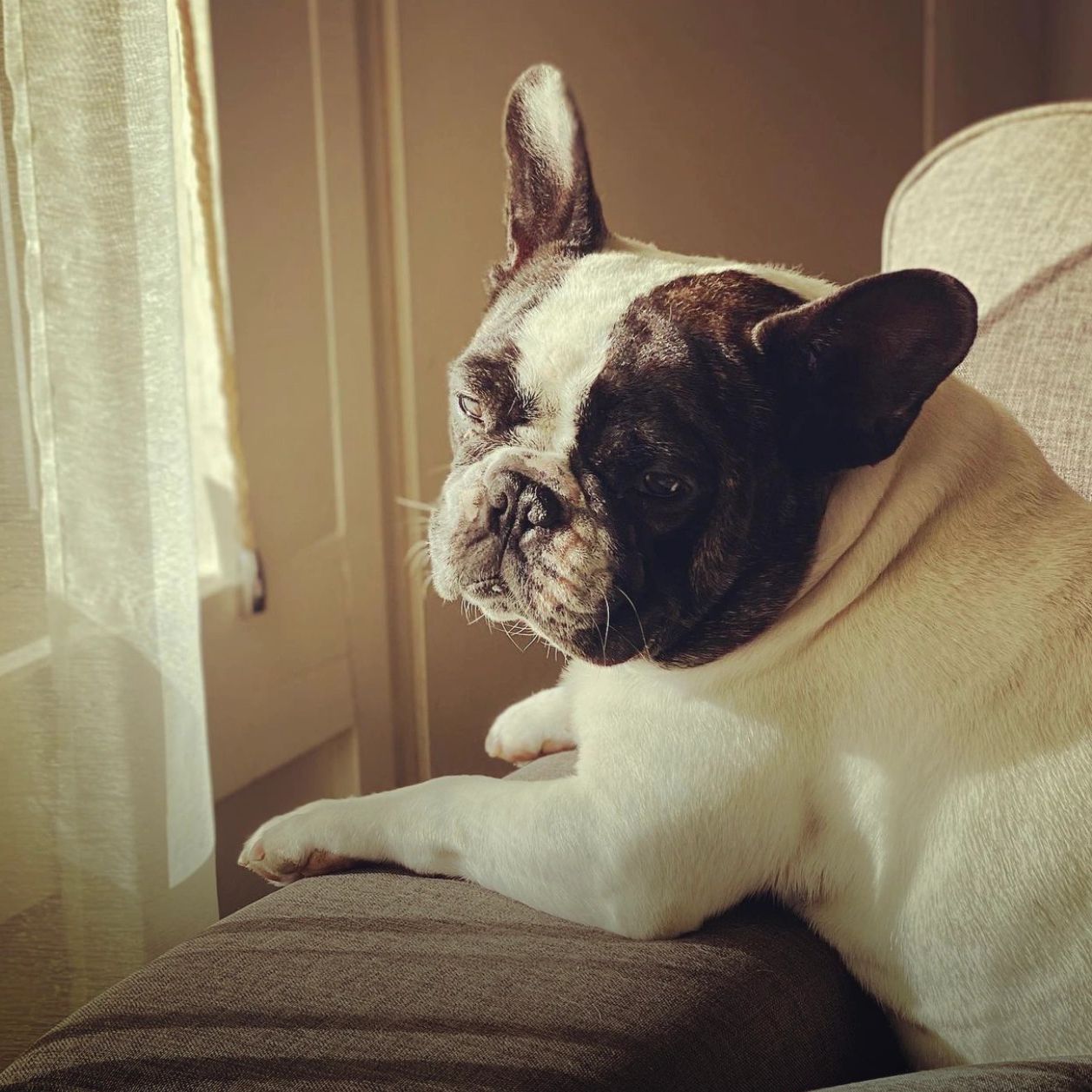 Tinkerbell the French Bulldog