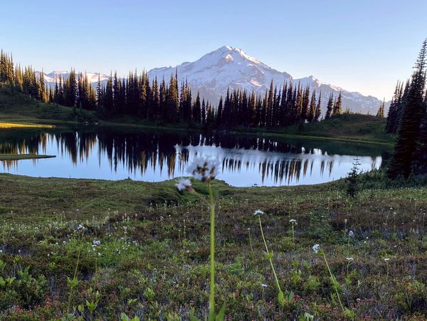 Snow-capped mountain reflected in a serene lake surrounded by pine trees and wildflowers.