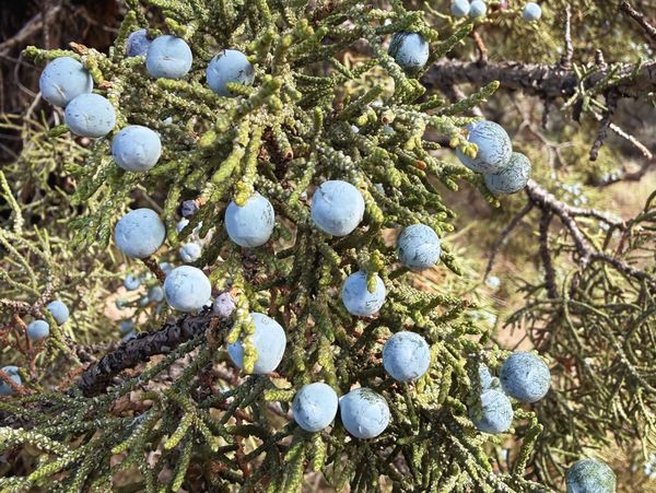 Close-up of blue juniper berries on green foliage.