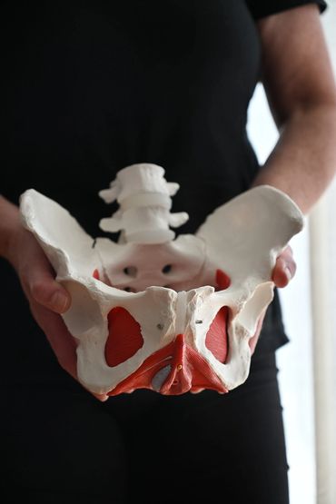 A woman wearing black holding a pelvic floor model