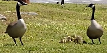 Geese and goslings 