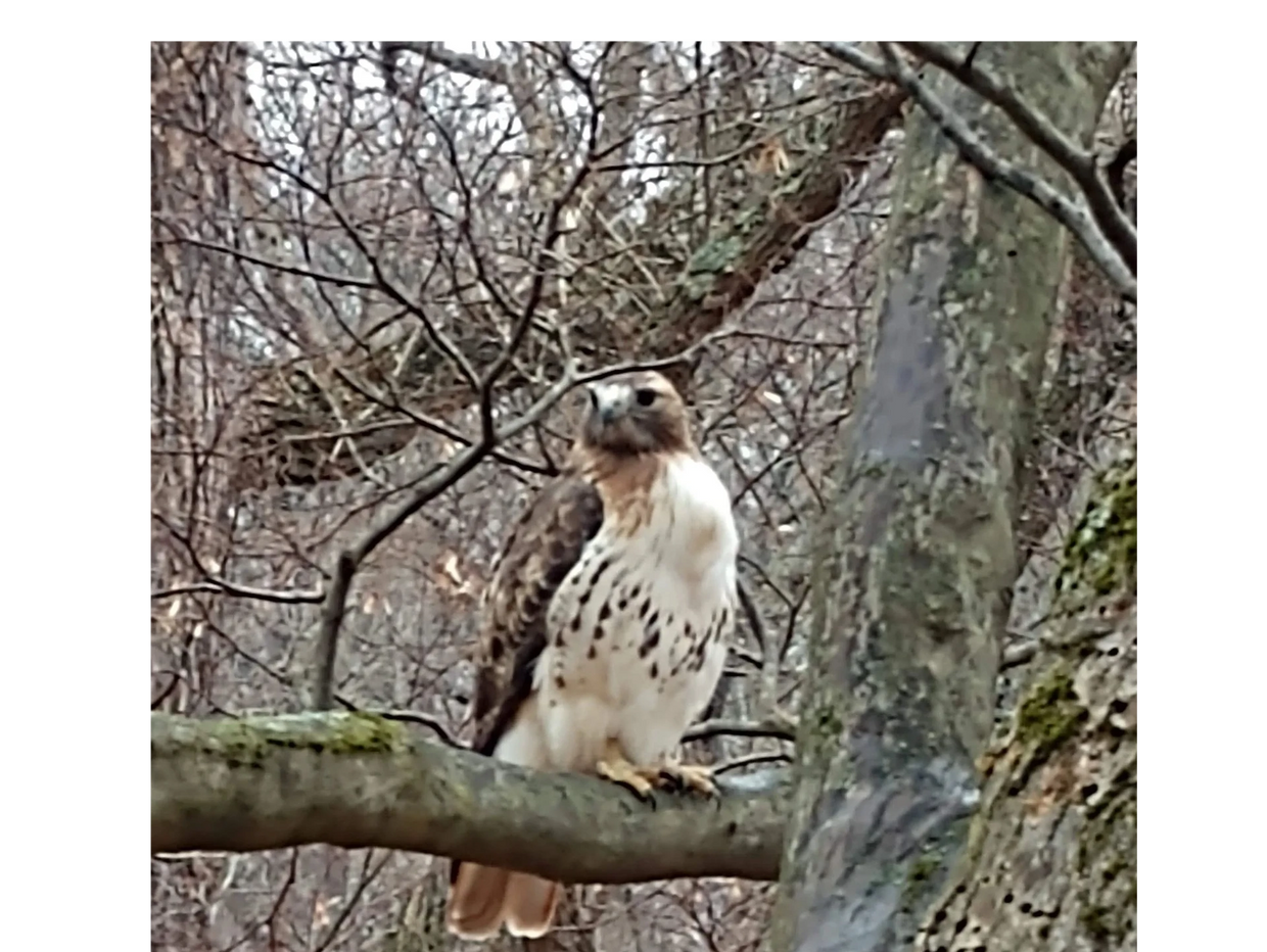 A Red-Tailed hawk perched on branch.