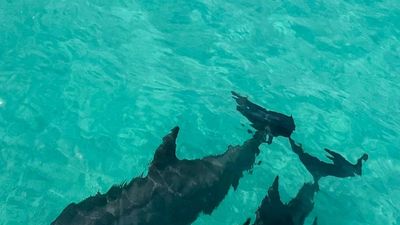 Two dolphins swimming closely together in clear blue water.
