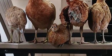 A group of chickens gathered on an outdoor table and chair.