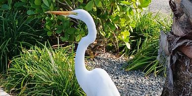 A white egret stands amidst green foliage and gravel under sunlight.