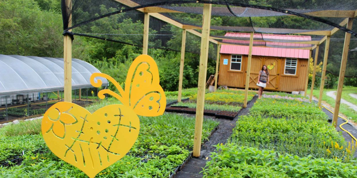 Patchwork Meadows Greenhouse Emily Sampson Meadowscaping pocket native wildflowers Black Mountain NC