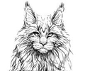 Mountain Ridge Maine Coons