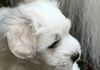 FedEx “Effie” as a puppy