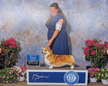 Woman presenting a Pembroke Welsh Corgi at a dog show with award signage.