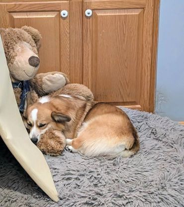 A dog sleeping peacefully next to a teddy bear on a fluffy rug.