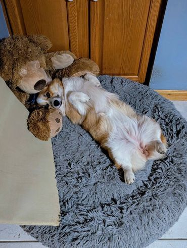 Corgi lying on its back cuddled with a large teddy bear in a cozy bed.