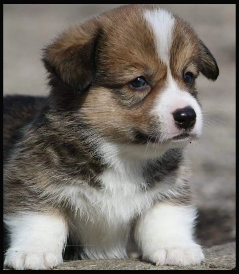 Welsh Corgi Puppies