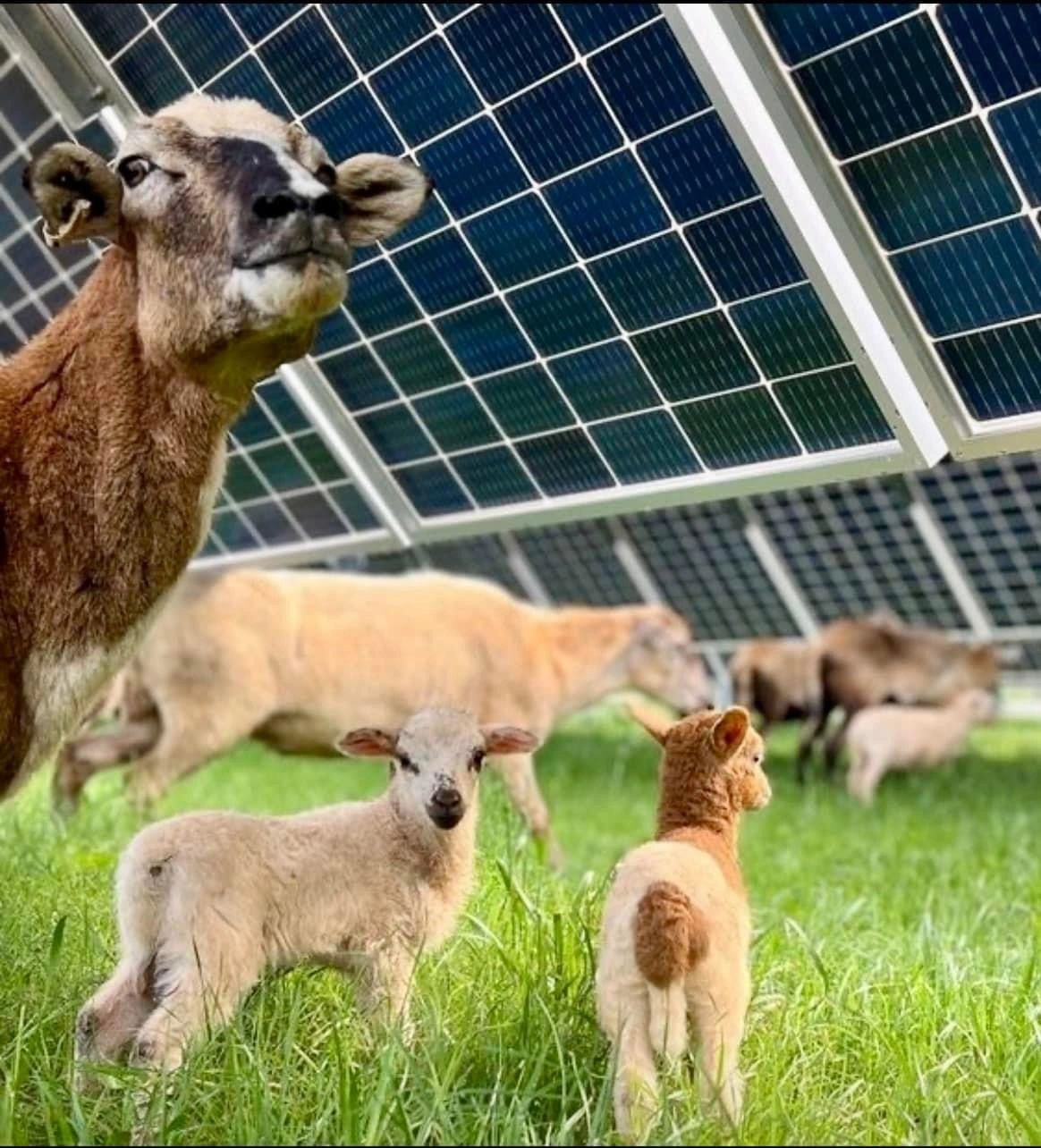 Farmers and Landowners | Virginia Solar Summit