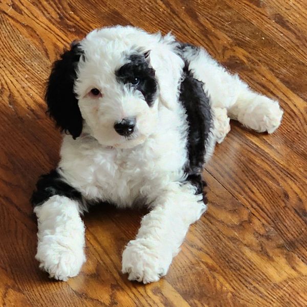 Black and white fluffy puppy lying on a wooden floor.