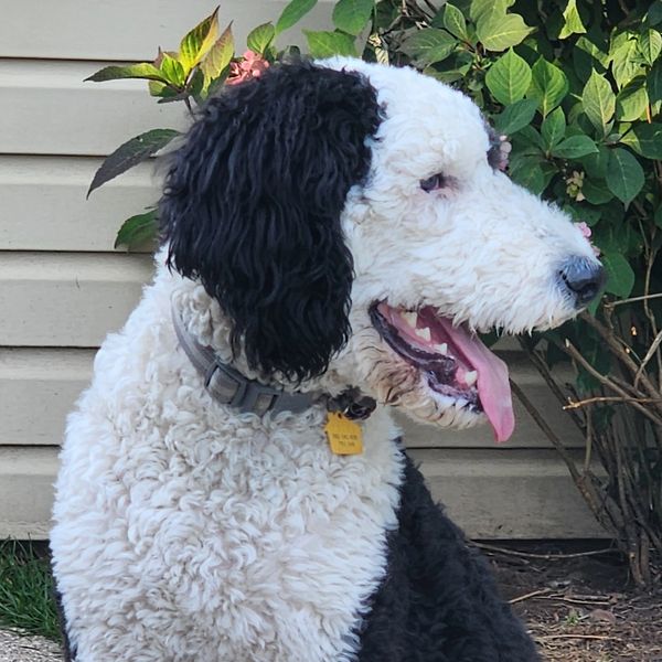 Black and white curly-haired dog panting outdoors near plants.