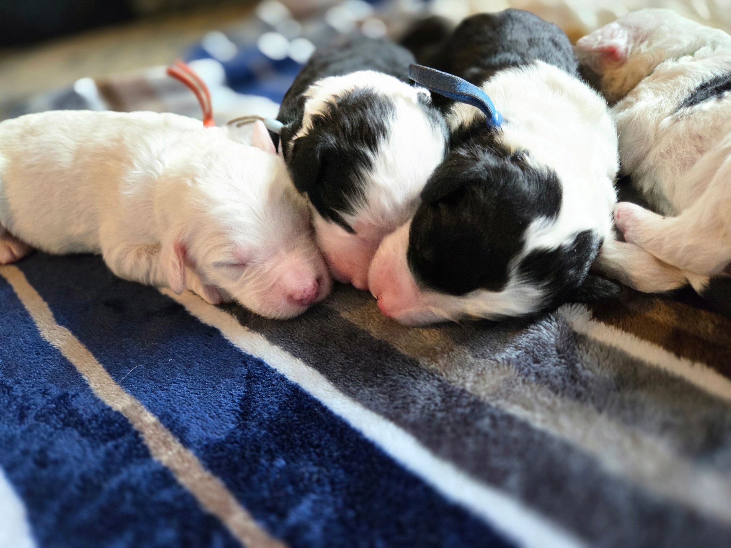 Newborn puppies sleeping close together on a blanket.