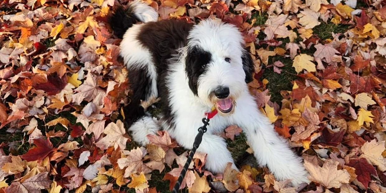 A fluffy black and white dog lying on colorful autumn leaves.