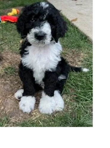 Black and white fluffy puppy sitting on grass.
