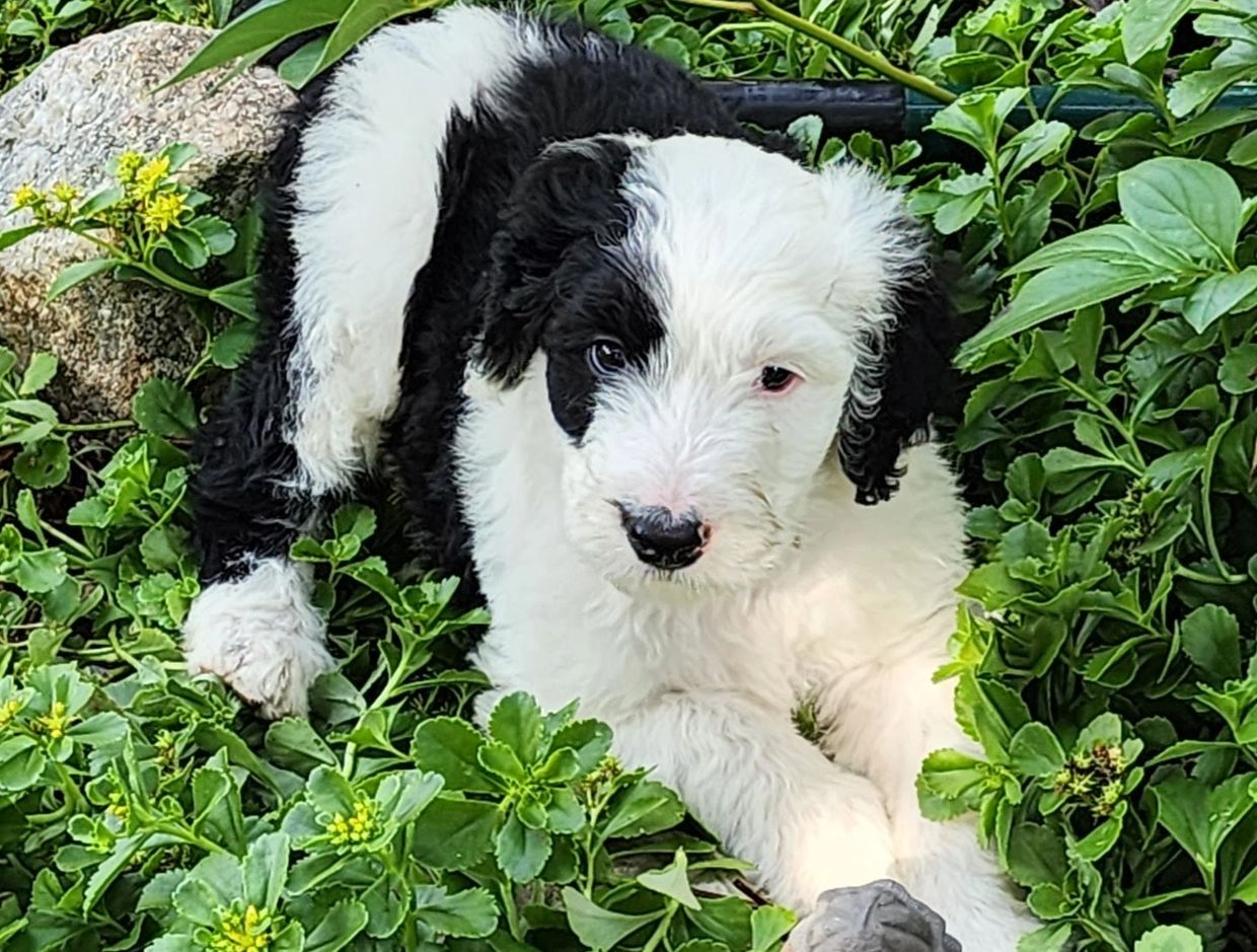 Black and white puppy resting in green plants.