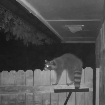 Raccoon standing under a compromised soffit vent that is not protected by Critter Tough Animal Proof