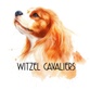 Witzel Cavaliers