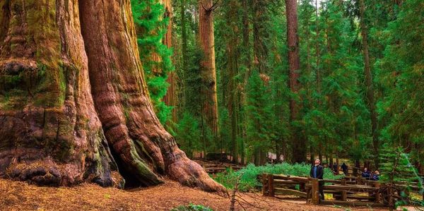 Massive sequoia trees tower in a lush forest with visitors admiring their grandeur.