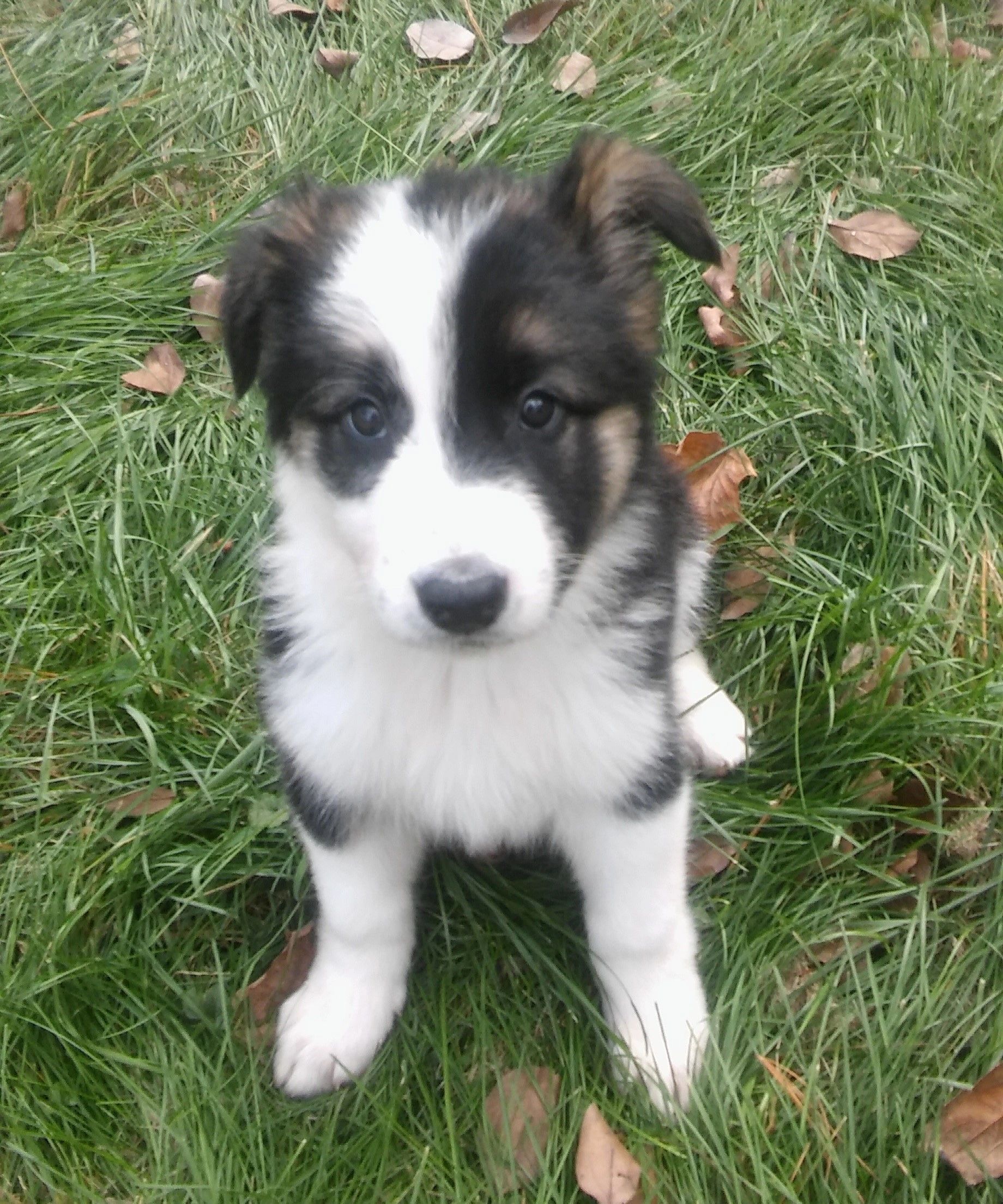 Cardinal Hill Grooming