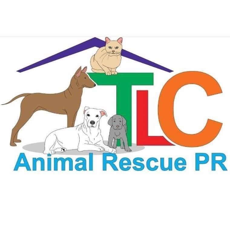 Support Animal Rescue: Adopt, Donate, Volunteer!