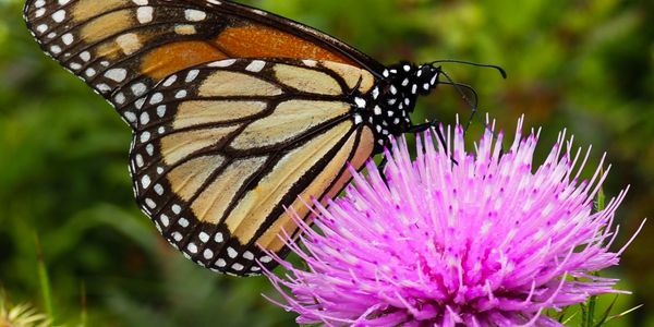 Monarch on thistle, Riverbend Park

