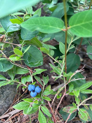 Blueberries growing on a leafy bush outdoors.