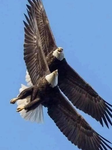 Two bald eagles soaring closely in a clear blue sky.