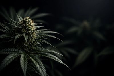 Close-up of a cannabis plant with dark background.