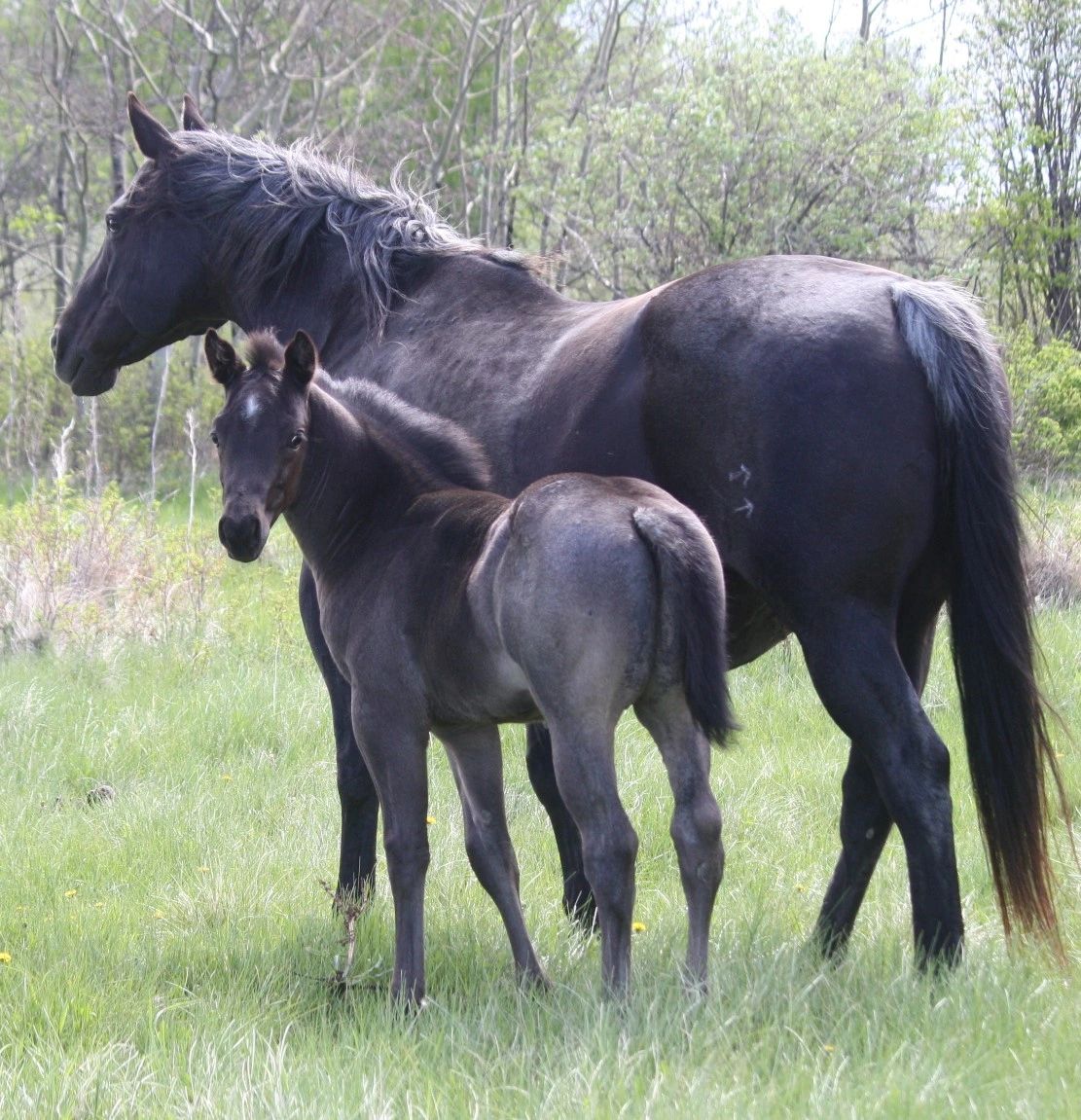 BURNT SUGAR LENA
15.1 HH 2002 BLUE ROAN MARE