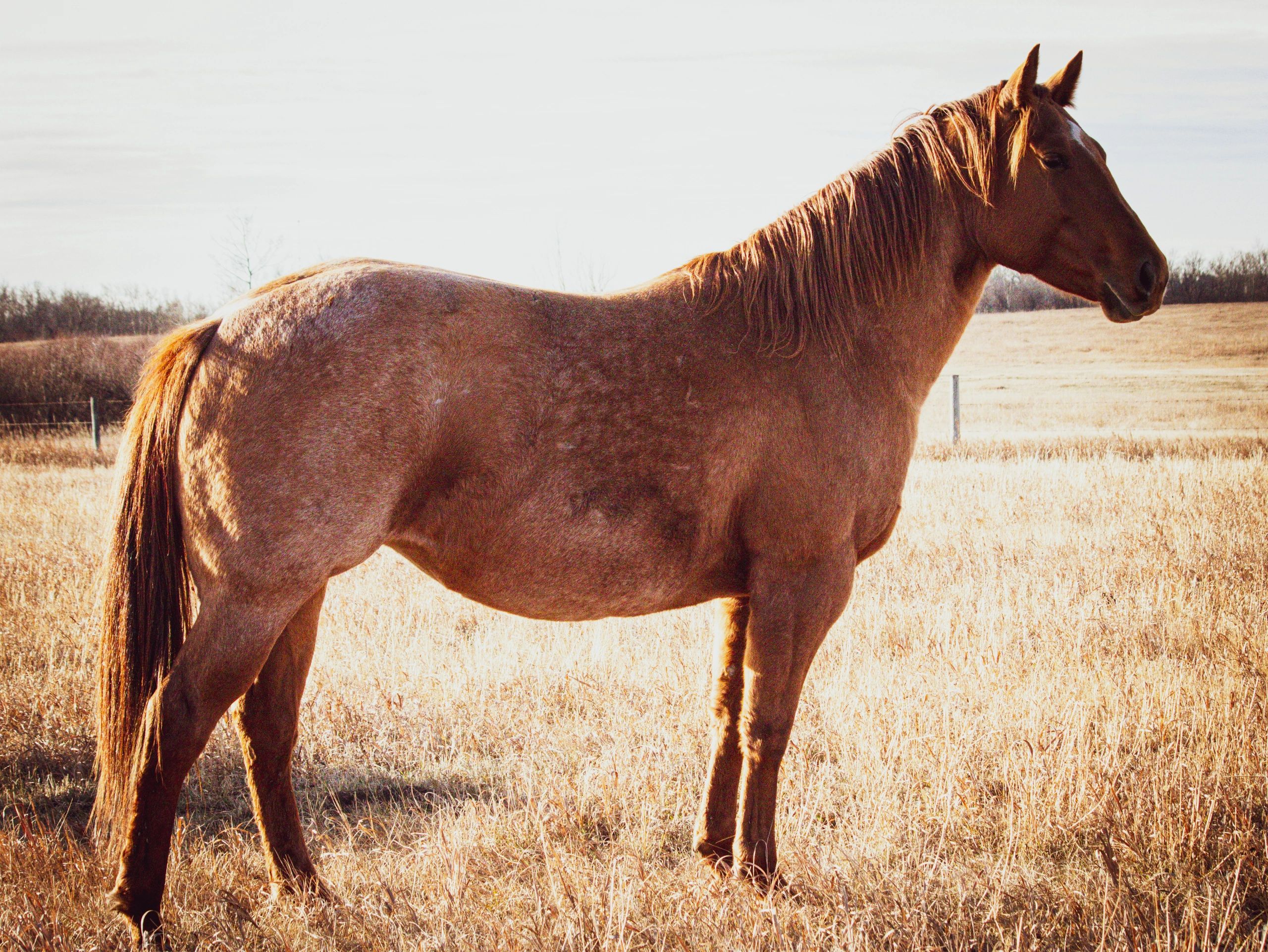 A brown horse standing in a dry grassy field on a clear day.