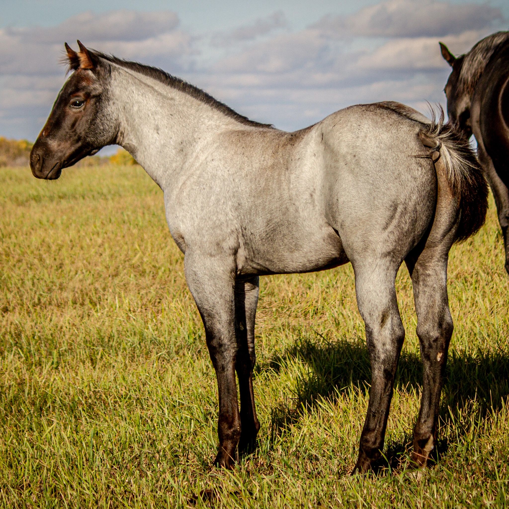 
2023 Colt by MONKEYS HOLLYWOOD out of BURNT SUGAR LENA
