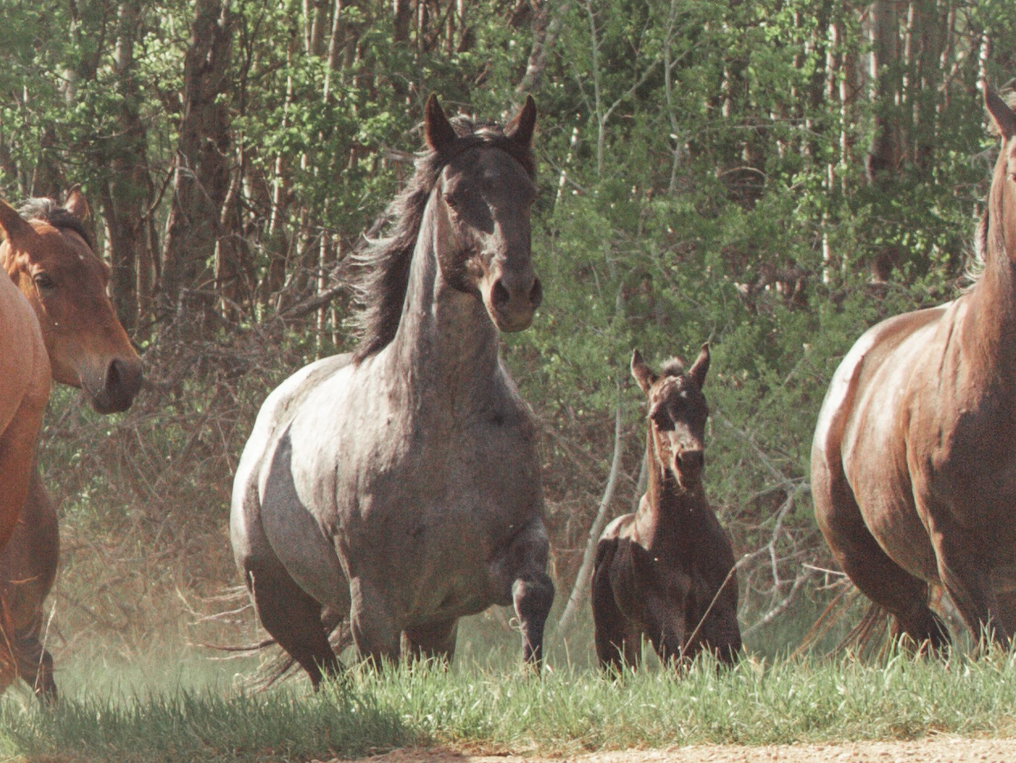 A group of horses running through a green forest clearing.