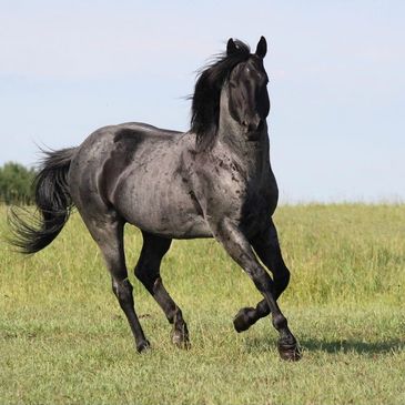 Monkeys Hollywood 2002 AQHA Blue Roan Stallion