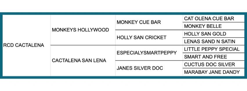 Pedigree chart displaying RCD Cactalena's lineage with names of monkeys and related ancestors.
