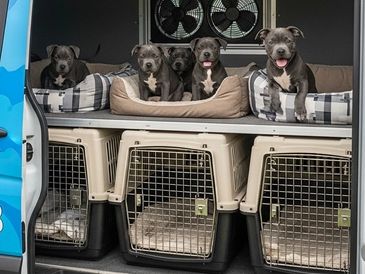 Staffordshire Bull Terrier mother, affectionate and family-friendly, with shiny coat.