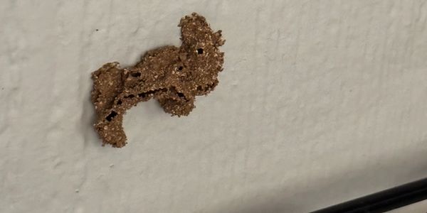 Termites