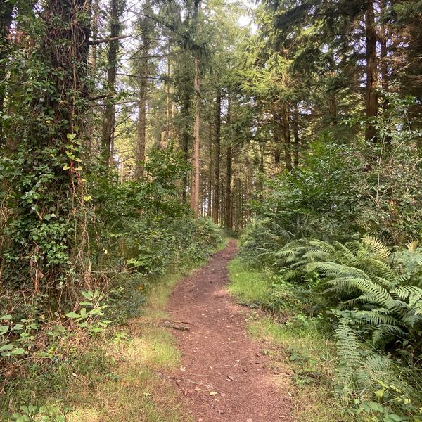 Forest trail surrounded by greenery and tall trees.