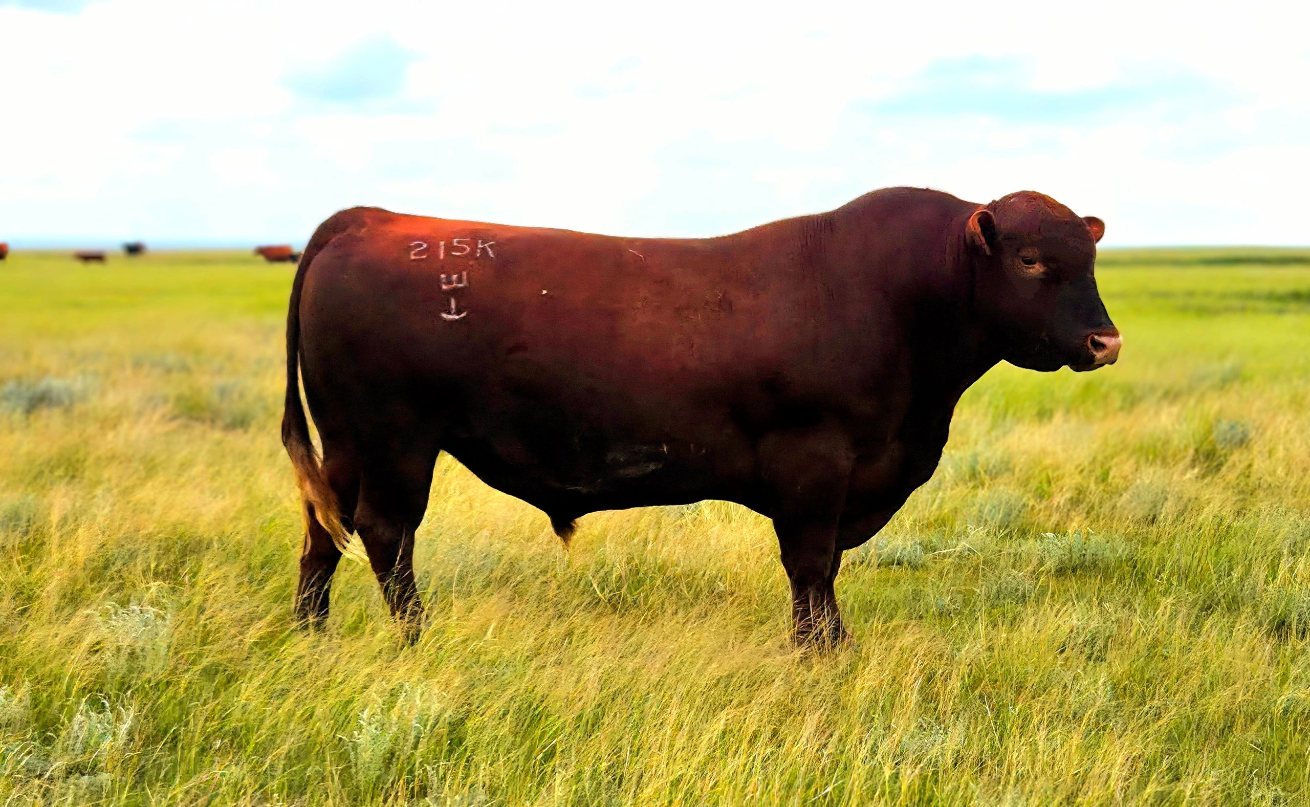 Red Angus Bulls - Rebel Creek Angus