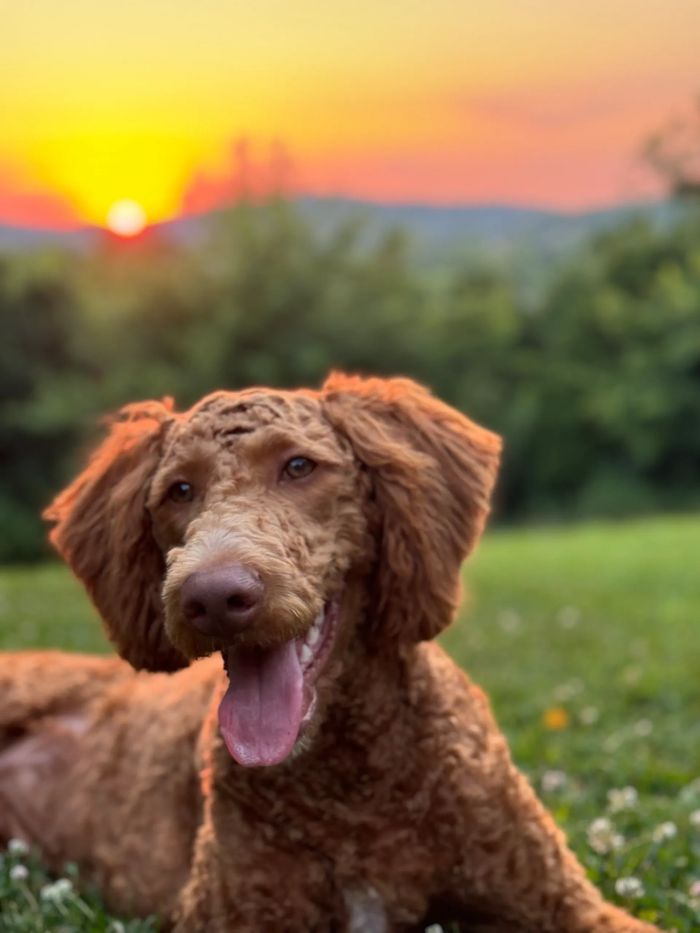 Curly-haired dog with tongue out at sunset in a grassy field.