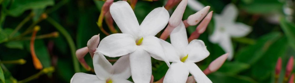 Close-up of white jasmine flowers with green leaves.