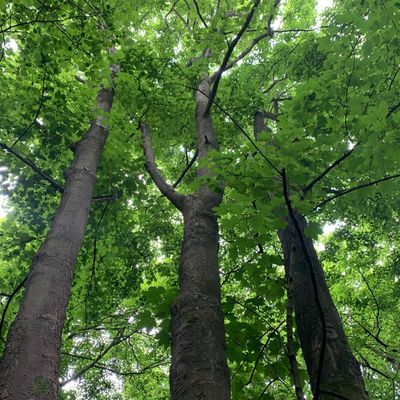 Tall trees with lush green leaves viewed from below on a bright day.